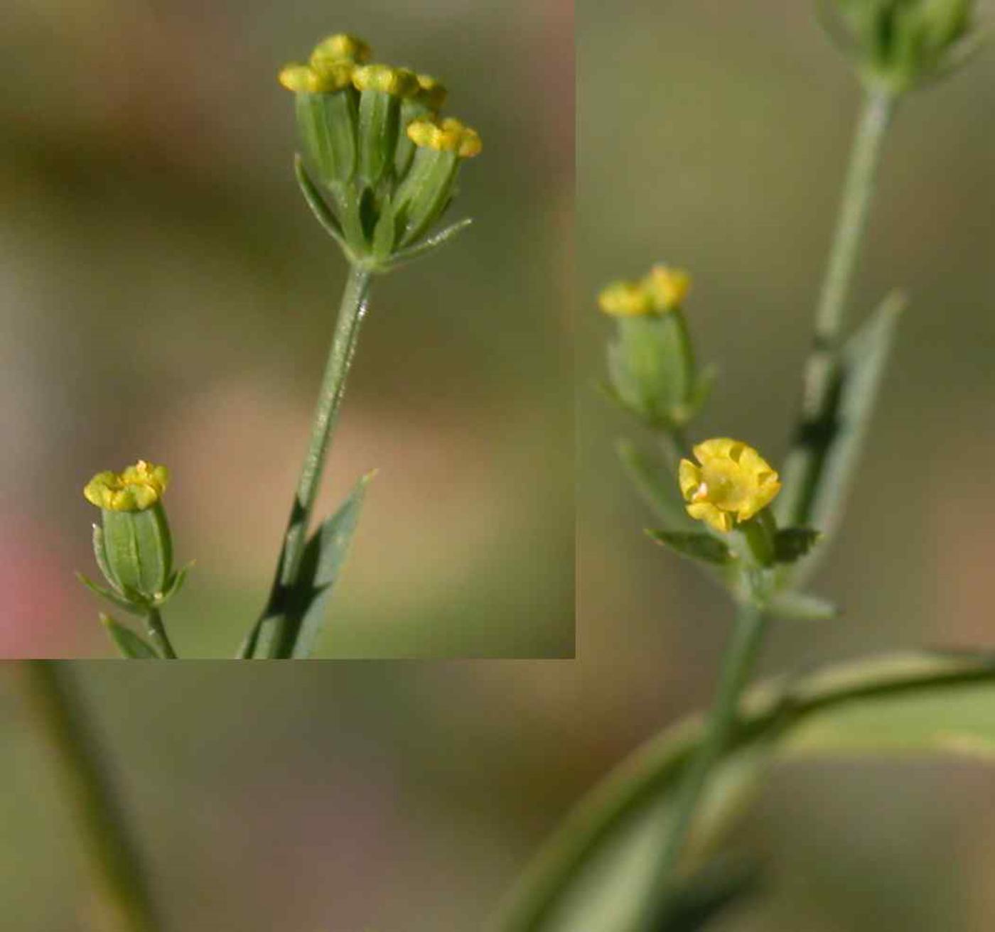 Hare's-Ear, Sickle-leaved flower